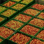 fruit-exports.webp